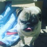 Profile Picture of Sir William Lichtenstein (@sir___william_) on Instagram