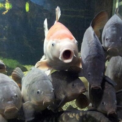 Profile Picture of Gordon Finn (@gcafinn) on Twitter