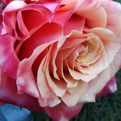 Profile Picture of Heather Button (@HeatherButton4) on Twitter