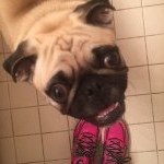 Profile Picture of AXL (@axltherunningpug) on Instagram