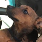 Profile Picture of Maximus Cornelius Foster (@max_dadawg) on Instagram