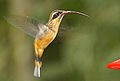 Profile Picture of Tawny-bellied hermiton Wikipedia