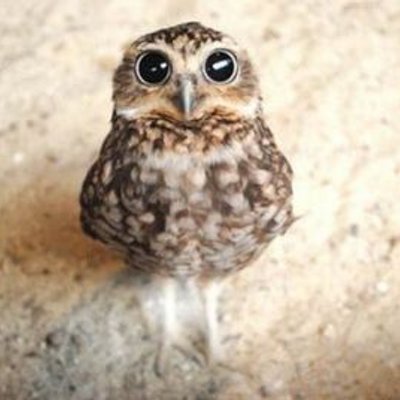 Profile Picture of Dawn Fenton (@dfenton121969) on Twitter