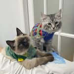 Profile Picture of Pixie & Cloudy | Siberian Forest Cats (@pixelncloud) on Instagram