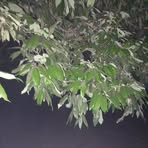 Profile Picture of Lisa Doring (@Lisa-Doring) on Facebook