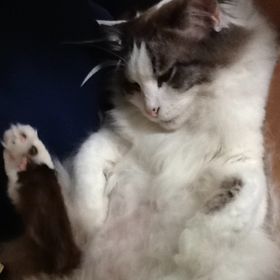 Profile Picture of Makiko Oshiro (@markie25) on Pinterest