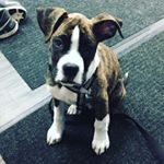 Profile Picture of Buddy The Boxer (@sir.edwin.beaumont_the.boxer) on Instagram