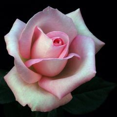 Profile Picture of Joyce Garrett (@@joycegarrett0) on Tiktok