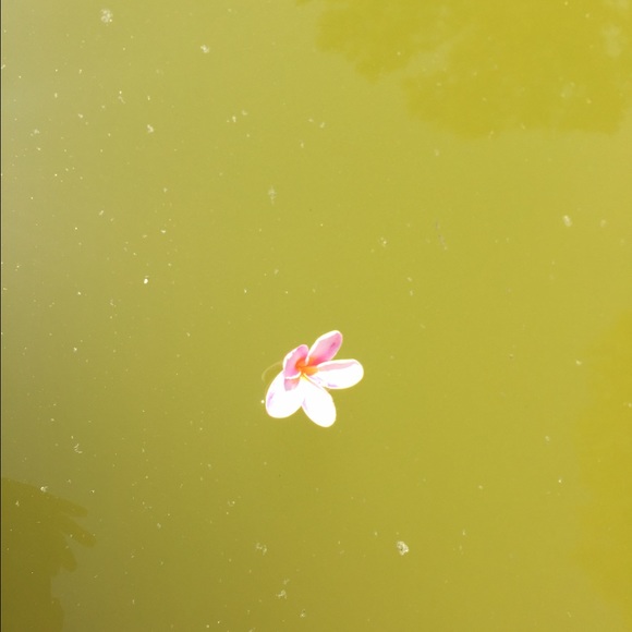 Profile Picture of Kk Hosang (@cksun) on Poshmark