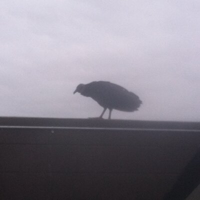 Profile Picture of Bob Sagget (@Payne_Hosting) on Twitter