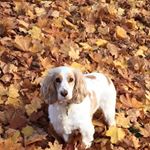 Profile Picture of Claire Carlisle (@carlisleclaire) on Instagram