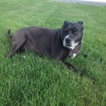 Jade Shoemaker - Instagram Profile Picture of Jade Shoemaker (@thepupjade) on Instagram