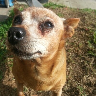 Profile Picture of Pet Loss Support (@Andrea_Keith) on Twitter