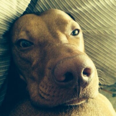 Profile Picture of Joe Maguire (@Joe_the_maniac) on Twitter
