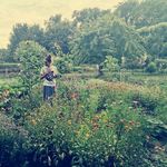 Profile Picture of Anne Käthe Mann (@kaetheskleingarten) on Instagram