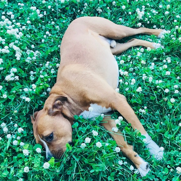 Profile Picture of Avery Talmadge (@samson244668) on Poshmark