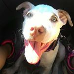 Profile Picture of Bruce Bacon Tomas (@brucebacontomas) on Instagram