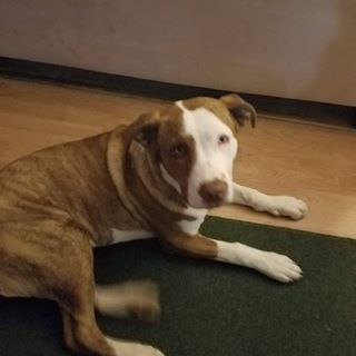 Profile Picture of Brad Walters (Blue Dogg Esq) (@Bluecifer13) on Facebook