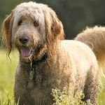 Profile Picture of steven straight (@bizzwv) on Instagram