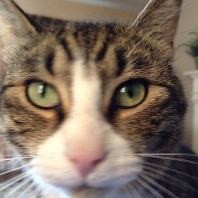 Profile Picture of Tony Paternostro (@tonypaternostro) on Twitter