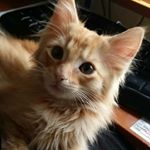 Profile Picture of Debbie Dowers (@debbie.irishdancedazzle) on Instagram