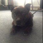 Profile Picture of Brian Waugh (@staffybuster) on Instagram