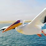 Profile Picture of david milligan (@urboipelican1219) on Instagram