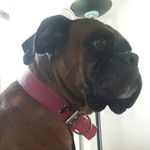 Profile Picture of nancy lucchesi (@frida_pocha) on Instagram