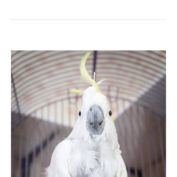 Profile Picture of Leanne Rawn (@fluffybunny1984) on Poshmark