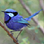 Profile Picture of Harry Bailey (@birdwatch harry) on Flickr