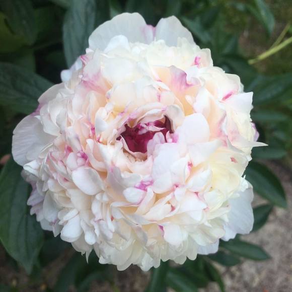 Profile Picture of Missy Koenig (@missykoenig) on Poshmark