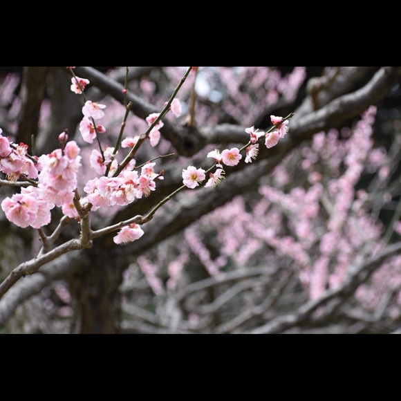 Profile Picture of Estee Wilmsen (@ewhurdler) on Poshmark