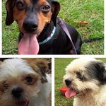 Profile Picture of Billy Miusha And JuJu (@tresdooogs) on Instagram