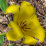 Profile Picture of Shannon Hansen (@shannon hansen 735) on Flickr