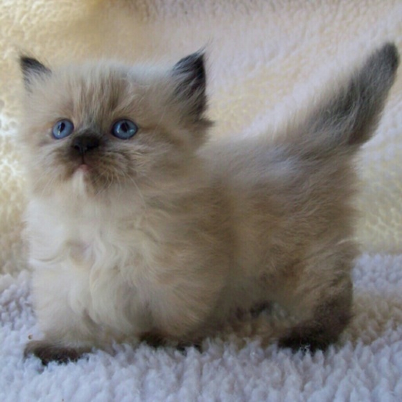 Profile Picture of Kara Webb (@kkwebb2k17) on Poshmark