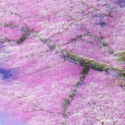 Profile Picture of Sami Mina (@samimina2900) on Youtube