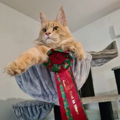 Profile Picture of Roxanne Maya (@roxanne.maya) on Tiktok