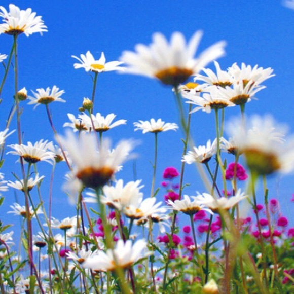 Profile Picture of Julie Trythall (@jmtrythall) on Poshmark