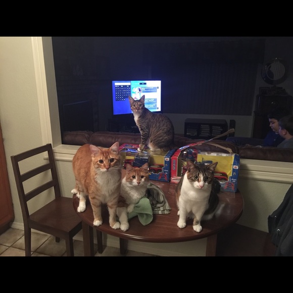 Profile Picture of Jolynne Harrison (@harrison0817) on Poshmark