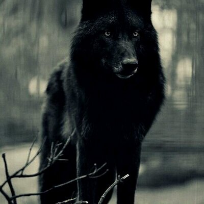 Profile Picture of Nancy Hebert (@chubbymojo) on Twitter