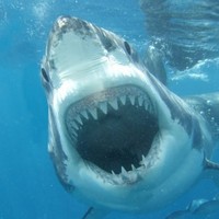 Profile Picture of Andrew Bernardo (@andrew-bernardo-2) on Quora