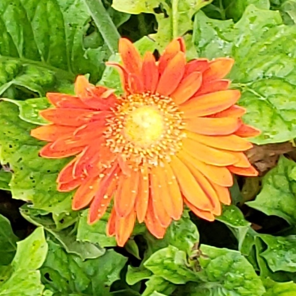 Profile Picture of Elysa Mckinnis (@helysa73) on Poshmark