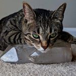 Profile Picture of cody thorn (@minerva_the_crystal_cat) on Instagram