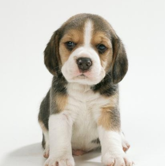 Profile Picture of Miguel Lumaban (@miggum) on Poshmark