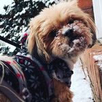 Profile Picture of Kelli Wolf (@kwolf1970) on Instagram