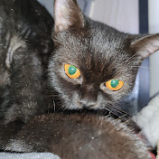 Profile Picture of Joseph Fernandez (@josephfernandez4829) on Youtube