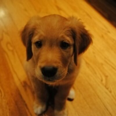 Profile Picture of James Schmieder (@Shmiefy) on Twitter