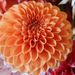 Profile Picture of Tina Hutton (@hut2hut) on Pinterest