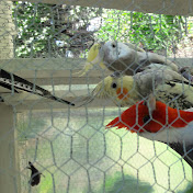 Profile Picture of Fernando Saviski (@fernandosaviski5895) on Youtube