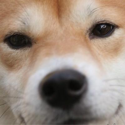 Profile Picture of Shuai Zhang (@ShuaiZhang7) on Twitter